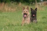 BOUVIER DES ARDENNES 391